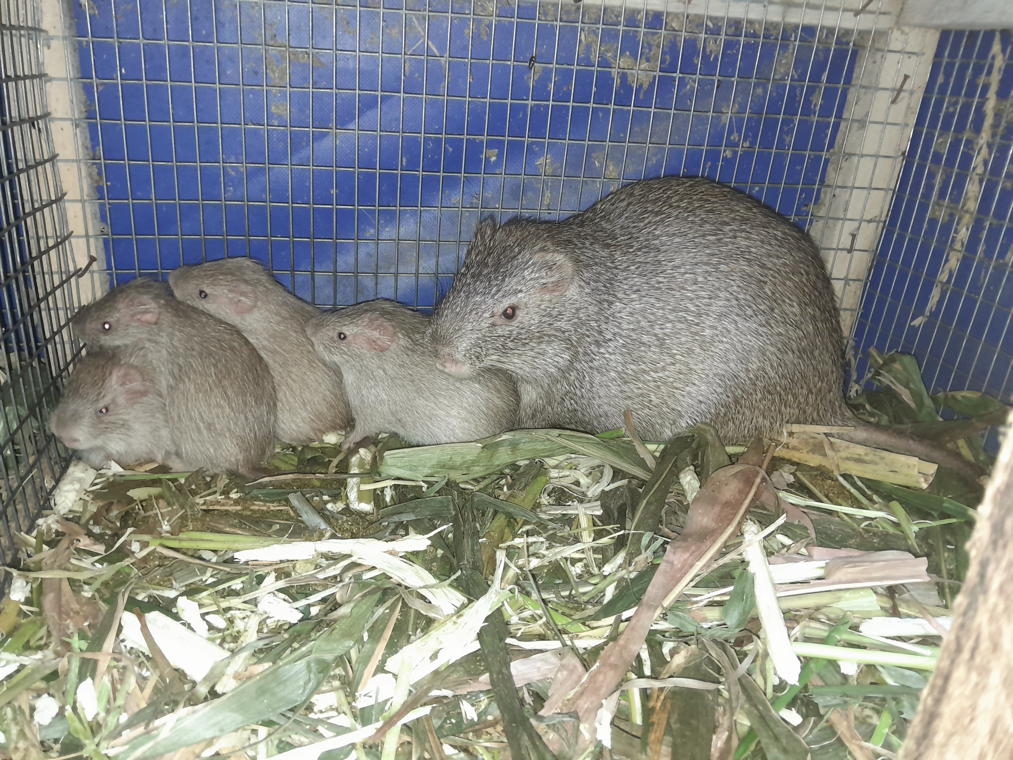 Lactating Grasscutter (Ash Breed)
