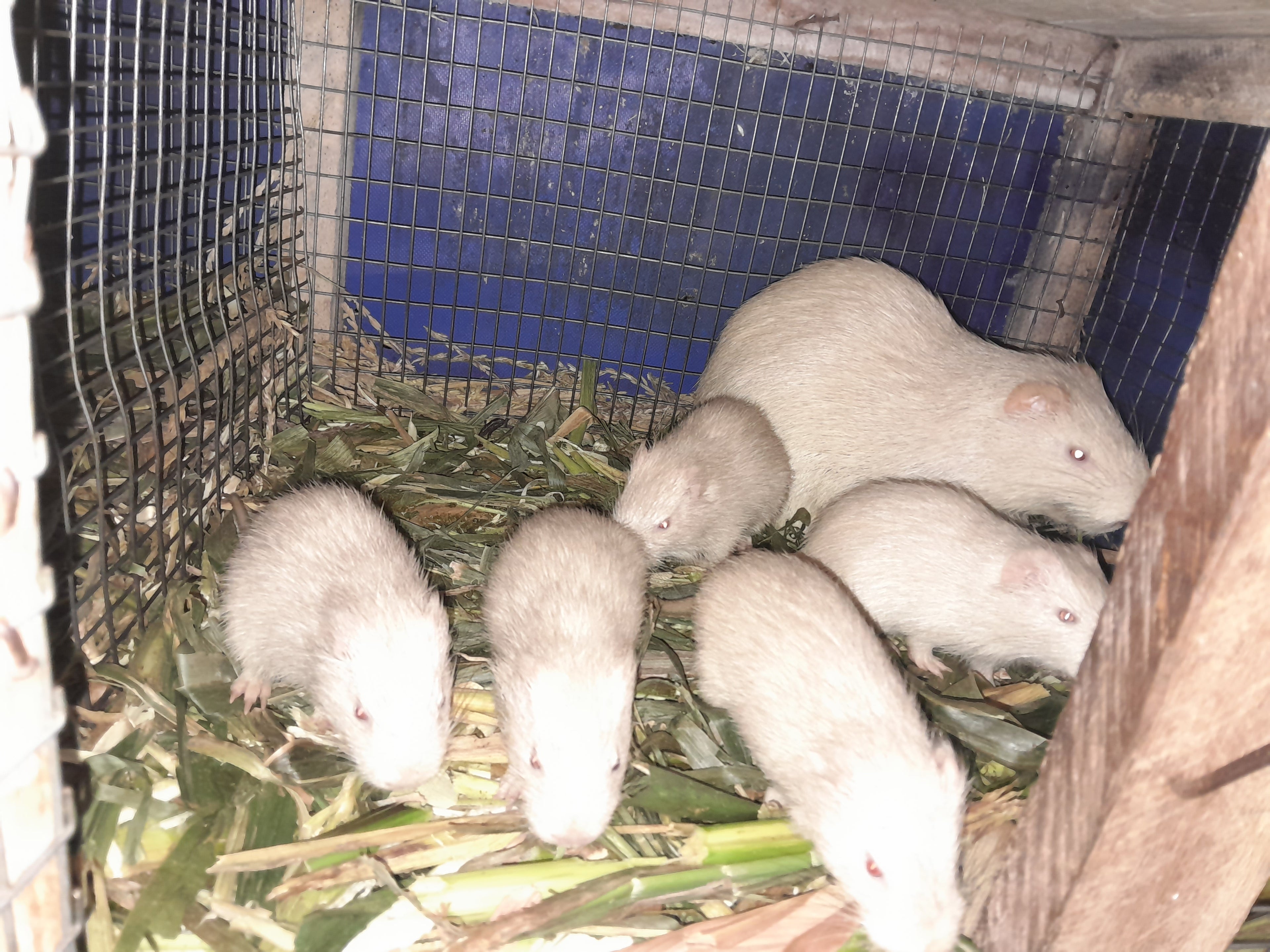 Lactating Grasscutter (White Breed)