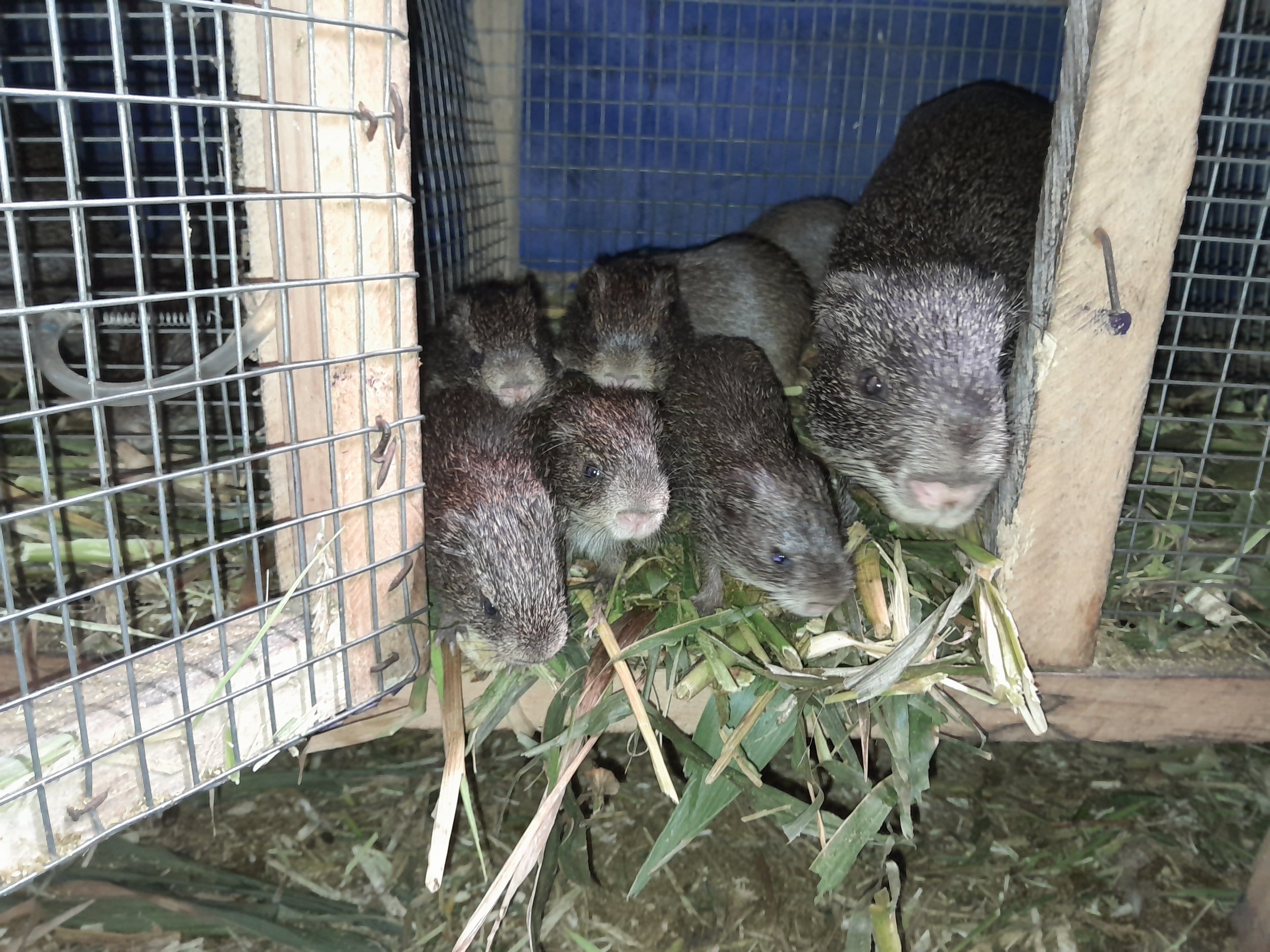 Lactating Grasscutter (Black Breed)