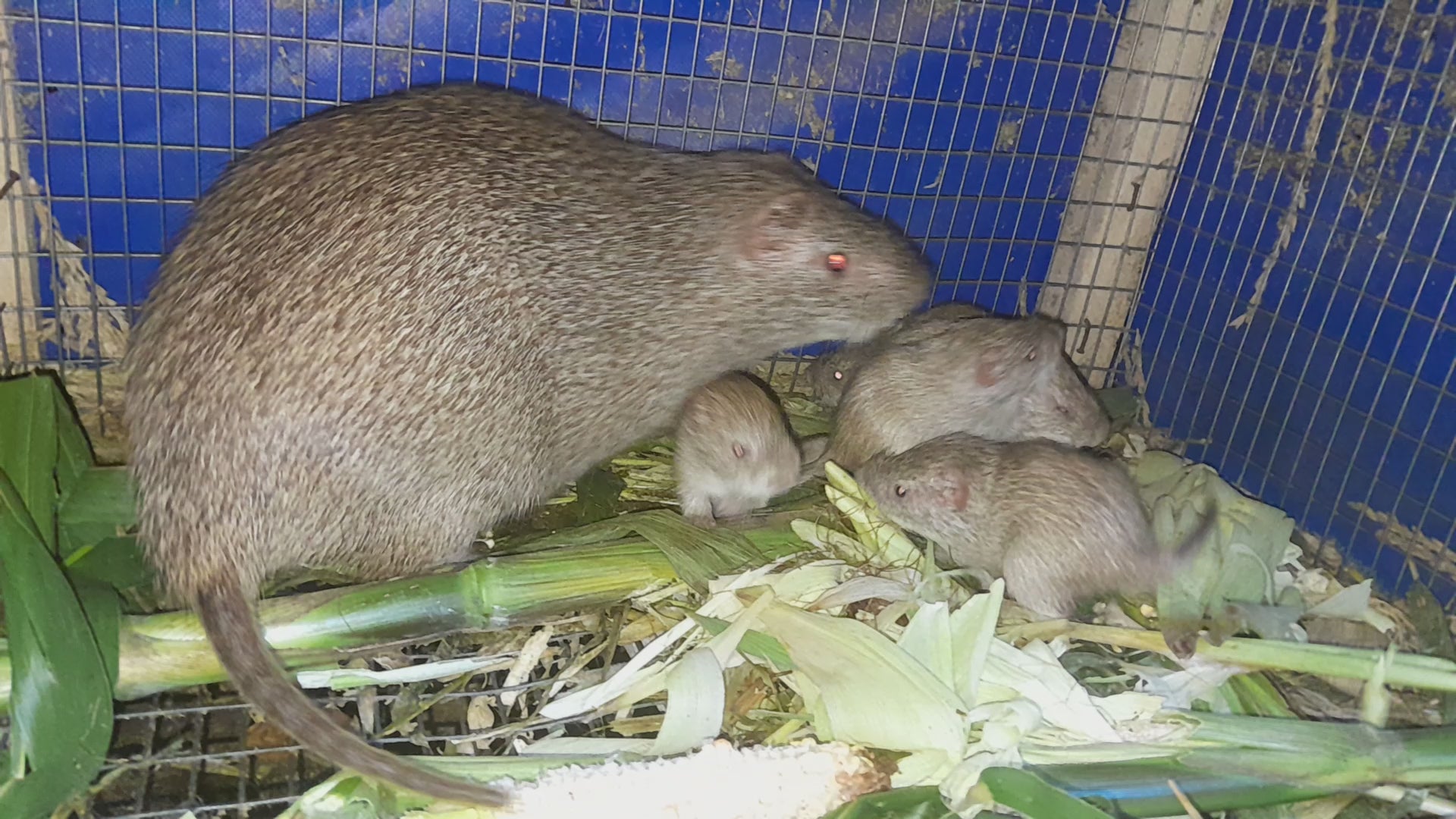 Ash Female Grasscutter with Newborns