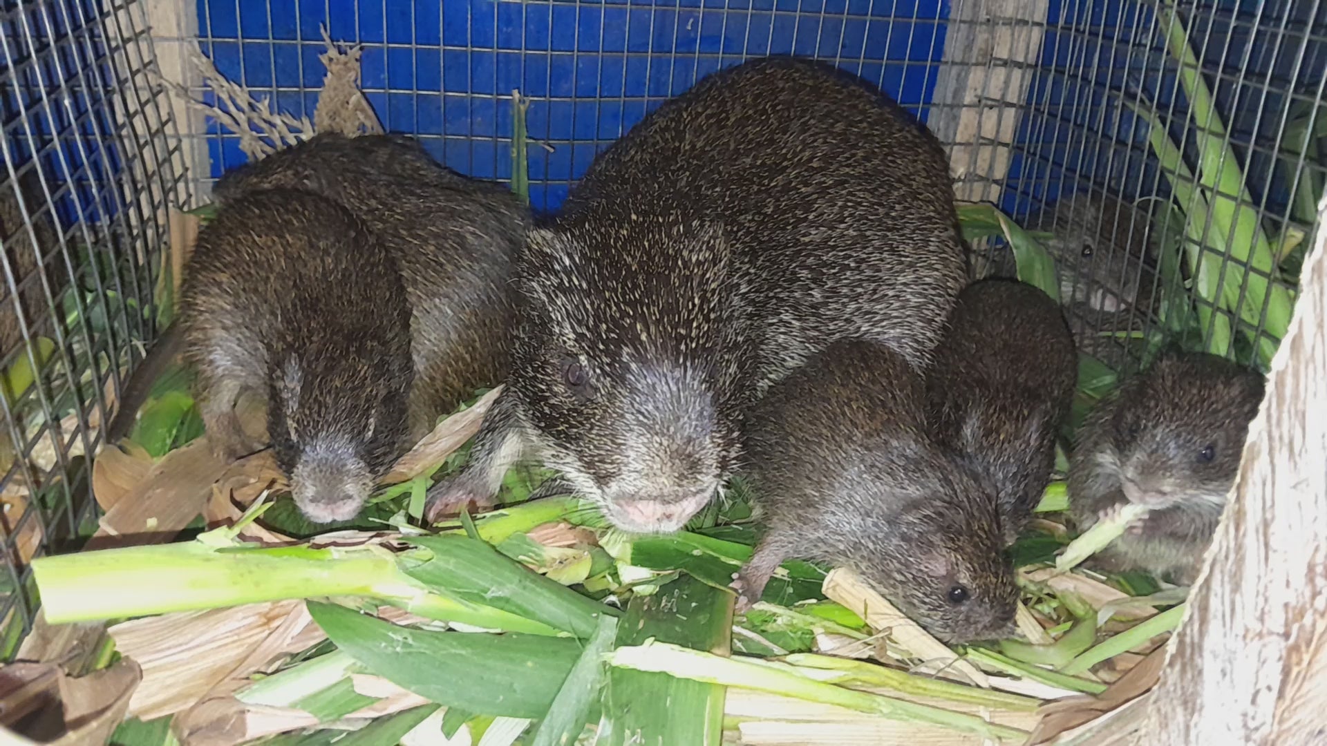 Lactating Black Female Grasscutter